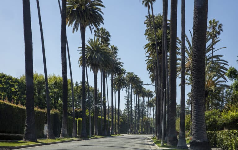 Beverly Hills Street Lined With Palm Trees