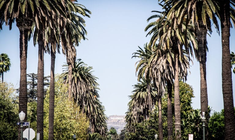 California street lined with palm trees